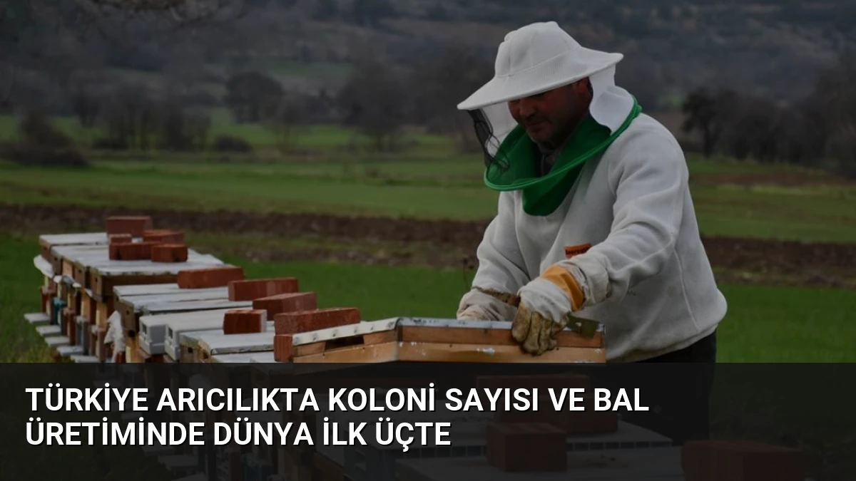 Türkiye Arıcılıkta Koloni Sayısı ve Bal Üretiminde Dünya İlk Üçte