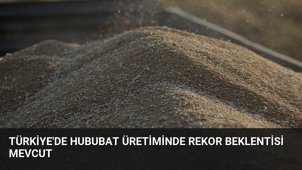 Türkiye’de Hububat Üretiminde Rekor Beklentisi Mevcut