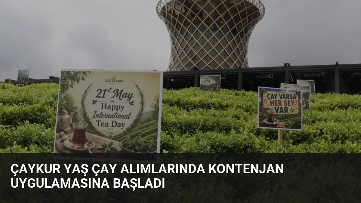 ÇAYKUR Yaş Çay Alımlarında Kontenjan Uygulamasına Başladı