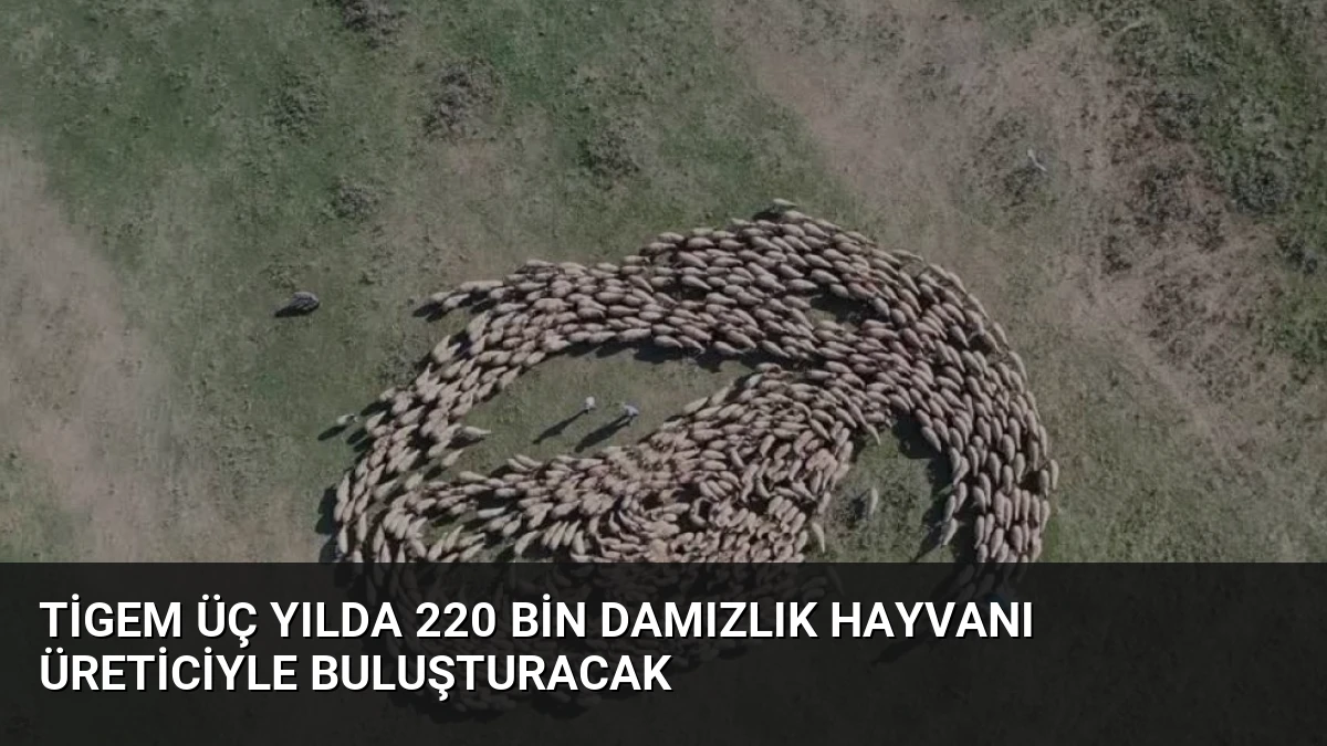 TİGEM Üç Yılda 220 Bin Damızlık Hayvanı Üreticiyle Buluşturacak