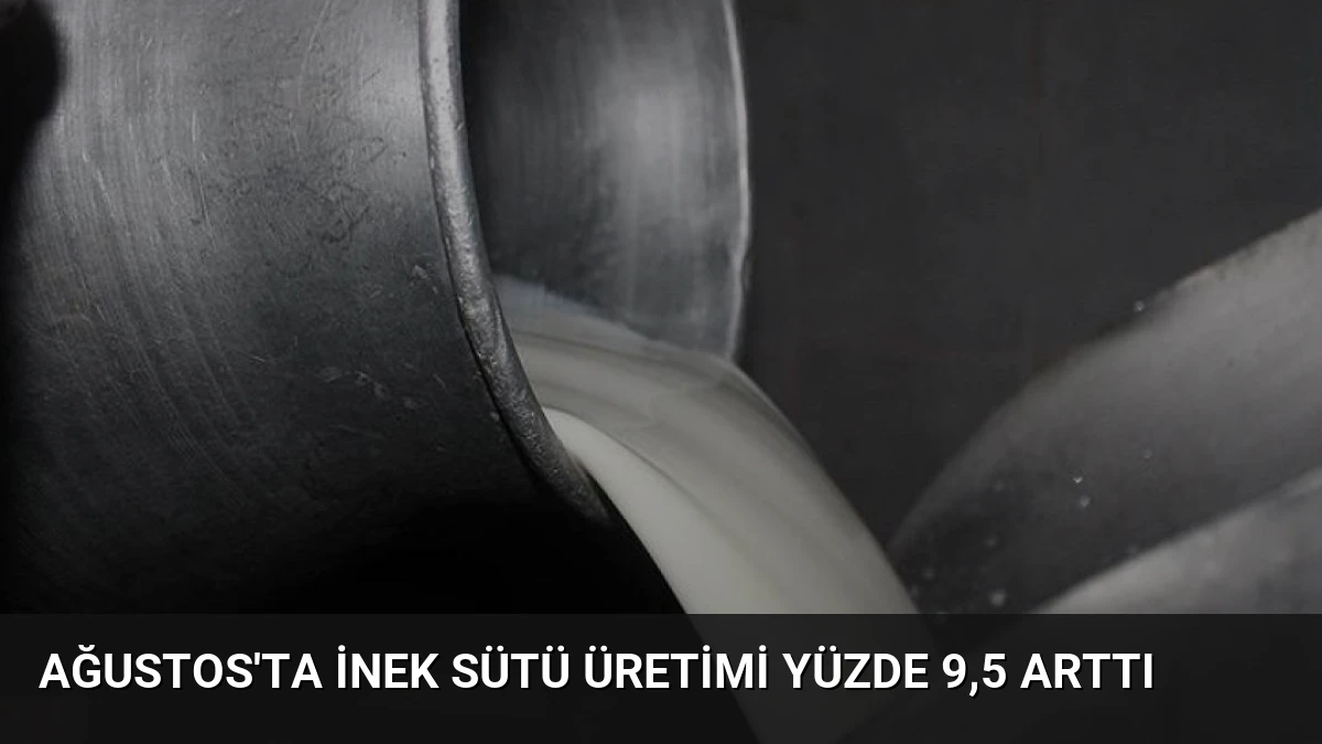 Ağustos’ta İnek Sütü Üretimi Yüzde 9,5 Arttı